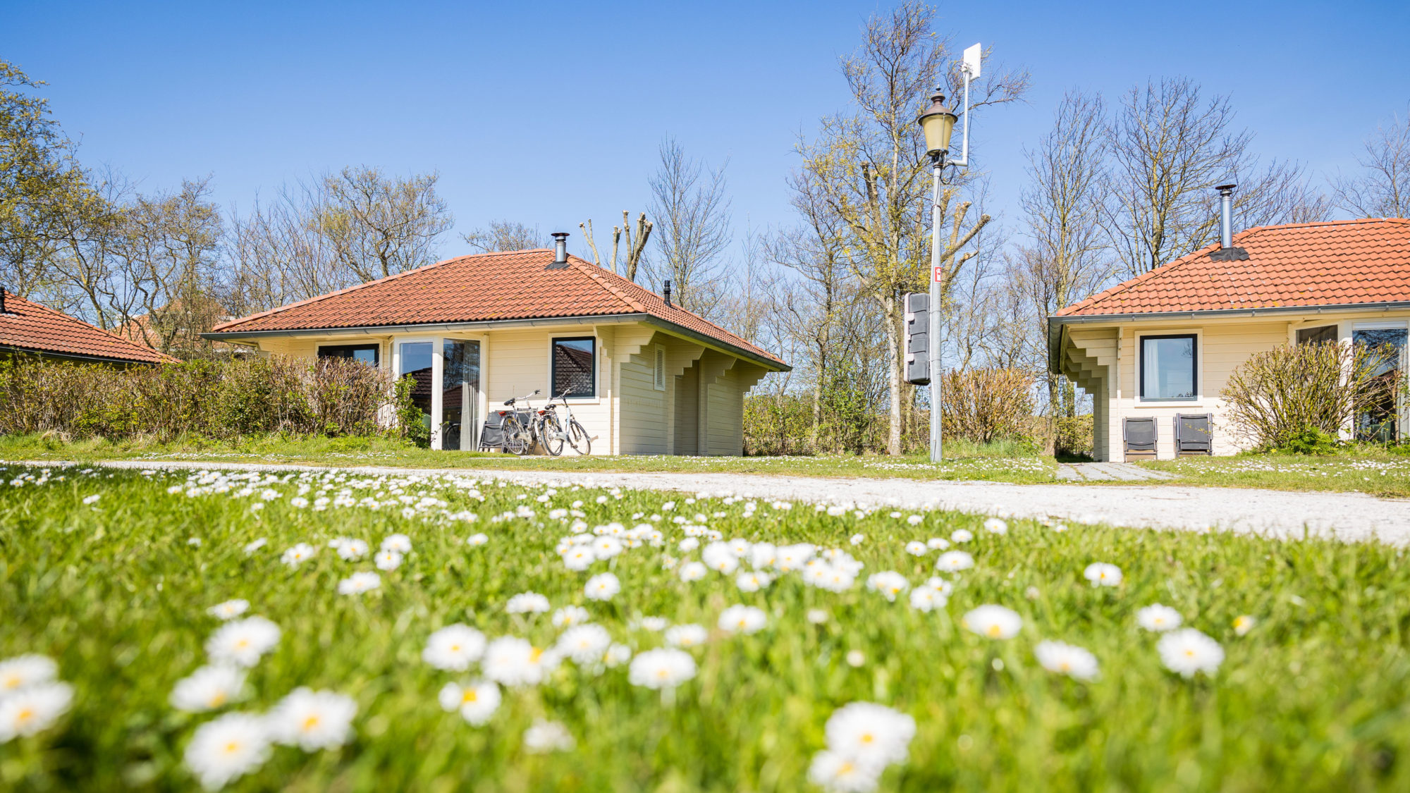 Grasveld met margrietjes natuurvriendelijk beheer Villabungalow houtkachel whirlpool Tjermelan Terschelling